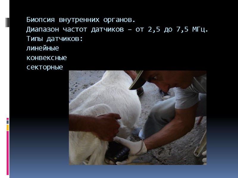 Биопсия внутренних органов. Диапазон частот датчиков – от 2,5 до 7,5 МГц. Типы датчиков: